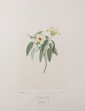 Banks Florilegium, Part 2, Plate 24