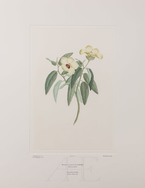 Banks Florilegium, Part 2, Plate 24