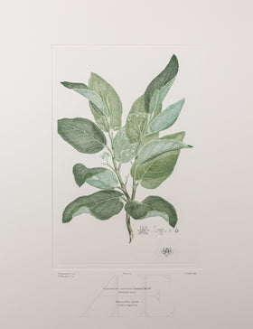 Banks Florilegium, Part 2, Plate 25