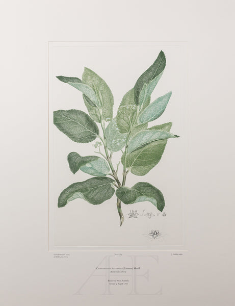 Banks Florilegium, Part 2, Plate 25