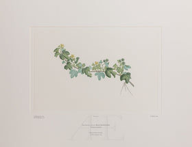 Banks Florilegium, Part 2, Plate 26