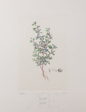 Banks Florilegium, Part 2, Plate 27