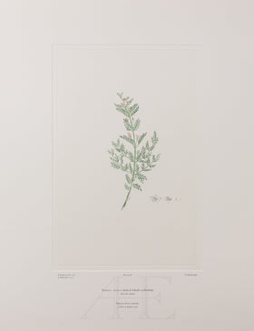 Banks Florilegium, Part 2, Plate 28