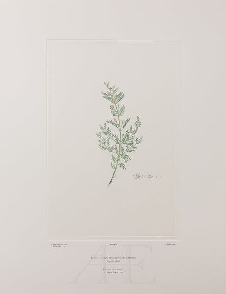 Banks Florilegium, Part 2, Plate 28
