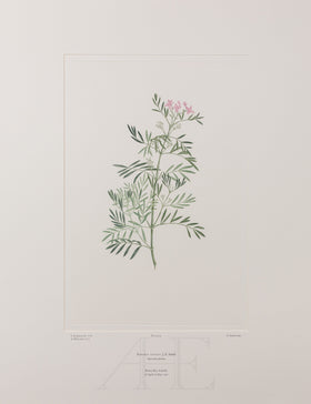 Banks Florilegium, Part 2, Plate 29