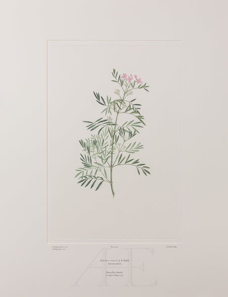 Banks Florilegium, Part 2, Plate 29