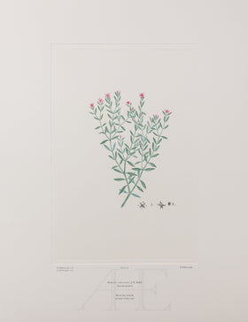 Banks Florilegium, Part 2, Plate 30