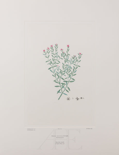 Banks Florilegium, Part 2, Plate 30