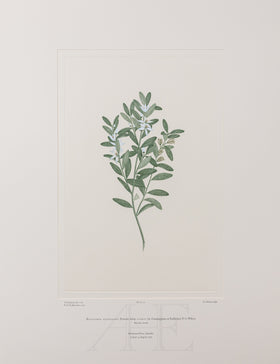 Banks Florilegium, Part 2, Plate 31