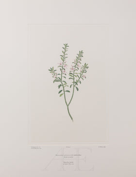 Banks Florilegium, Part 2, Plate 32