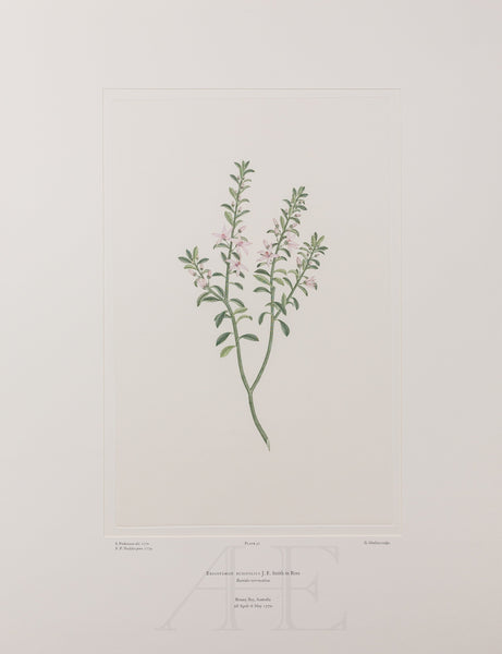 Banks Florilegium, Part 2, Plate 32
