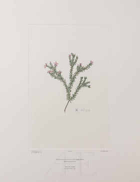 Banks Florilegium, Part 2, Plate 33