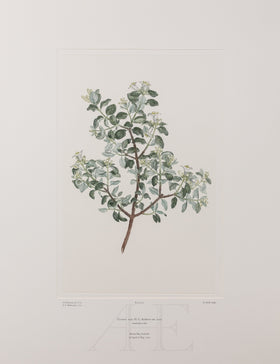 Banks Florilegium, Part 2, Plate 34