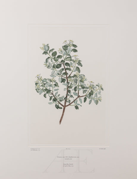 Banks Florilegium, Part 2, Plate 34