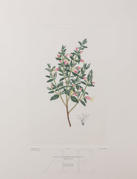 Banks Florilegium, Part 2, Plate 35
