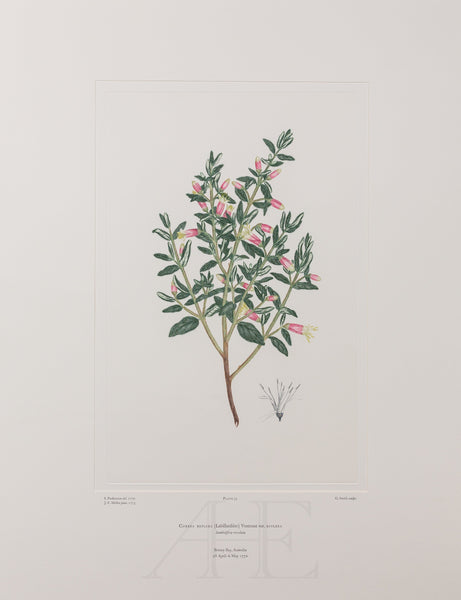 Banks Florilegium, Part 2, Plate 35