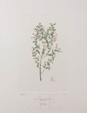 Banks Florilegium, Part 2, Plate 36