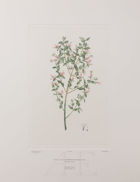 Banks Florilegium, Part 2, Plate 36