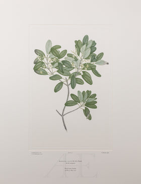 Banks Florilegium, Part 2, Plate 37