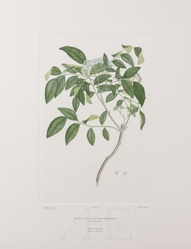 Banks Florilegium, Part 2, Plate 38