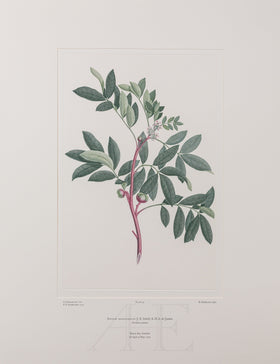 Banks Florilegium, Part 2, Plate 39