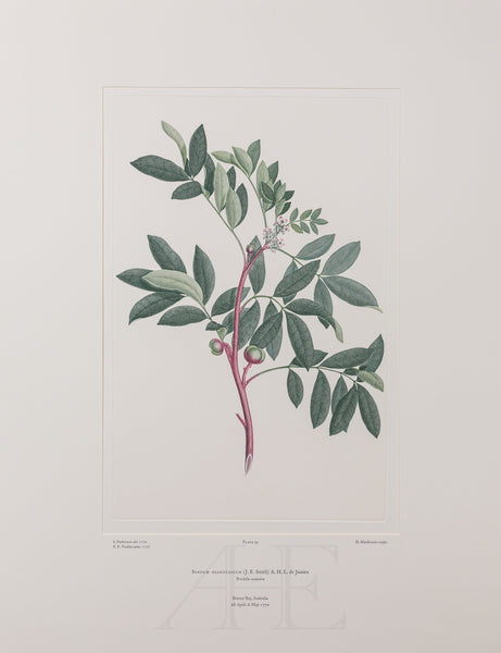 Banks Florilegium, Part 2, Plate 39