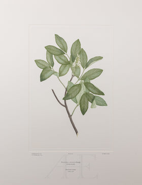 Banks Florilegium, Part 2, Plate 40