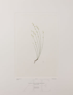 Banks Florilegium, Part 2, Plate 41
