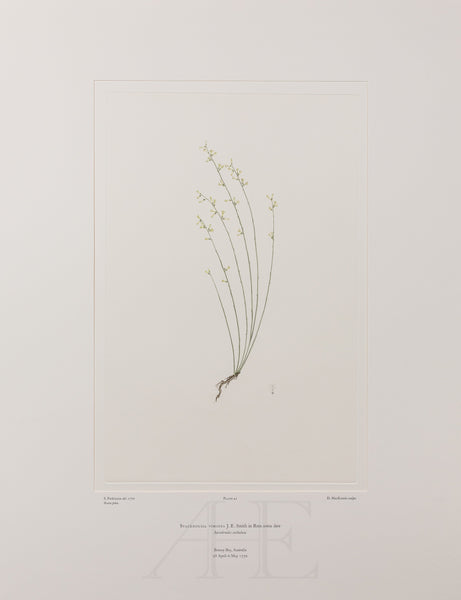 Banks Florilegium, Part 2, Plate 41