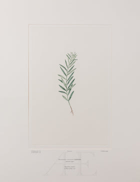 Banks Florilegium, Part 2, Plate 42