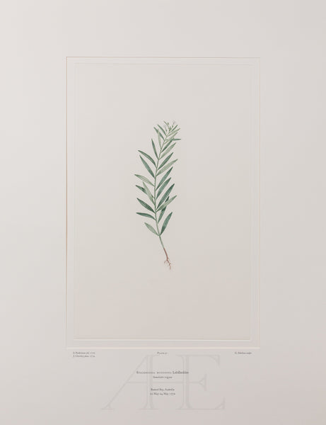 Banks Florilegium, Part 2, Plate 42