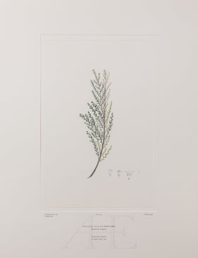 Banks Florilegium, Part 2, Plate 43