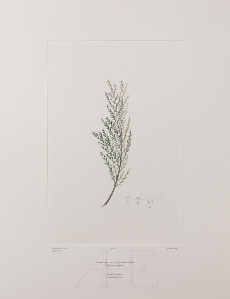 Banks Florilegium, Part 2, Plate 43