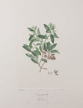 Banks Florilegium, Part 3, Plate 45