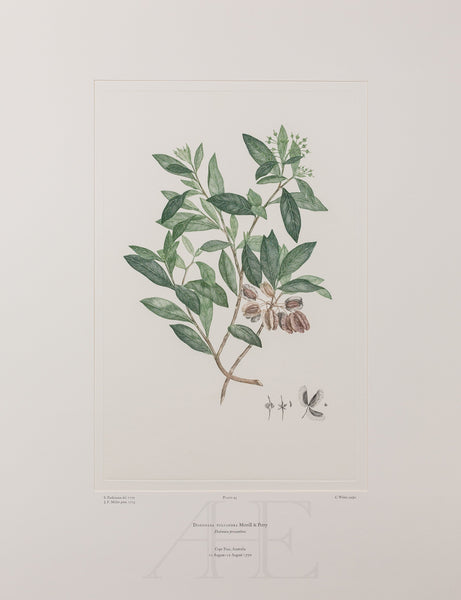 Banks Florilegium, Part 3, Plate 45