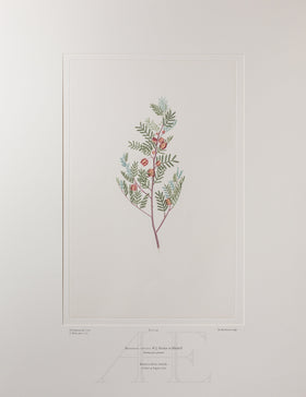 Banks Florilegium, Part 3, Plate 46