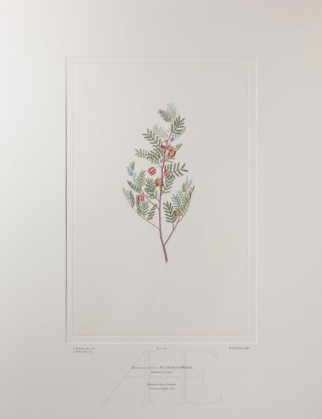 Banks Florilegium, Part 3, Plate 46