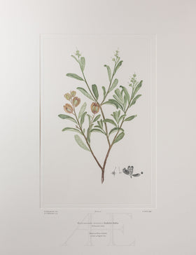 Banks Florilegium, Part 3, Plate 47