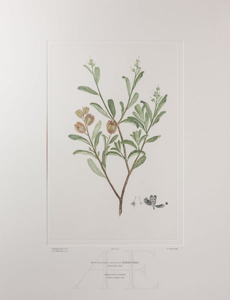 Banks Florilegium, Part 3, Plate 47