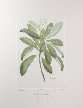 Banks Florilegium, Part 3, Plate 48