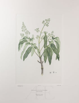 Banks Florilegium, Part 3, Plate 49