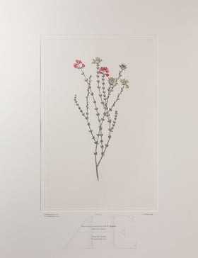 Banks Florilegium, Part 3, Plate 50