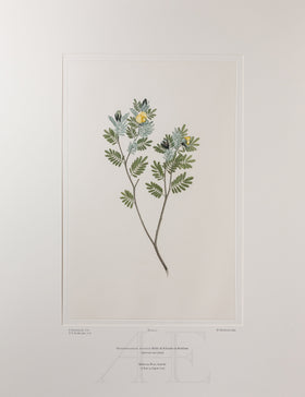 Banks Florilegium, Part 3, Plate 51