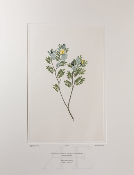 Banks Florilegium, Part 3, Plate 51