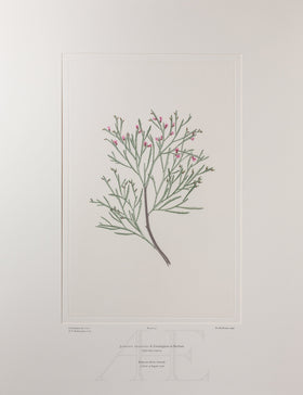 Banks Florilegium, Part 3, Plate 52