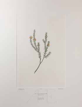 Banks Florilegium, Part 3, Plate 53