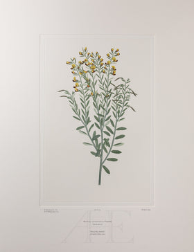 Banks Florilegium, Part 3, Plate 54