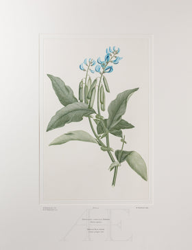 Banks Florilegium, Part 3, Plate 55