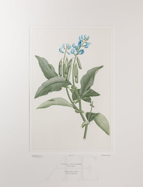 Banks Florilegium, Part 3, Plate 55