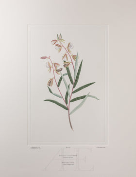 Banks Florilegium, Part 3, Plate 56